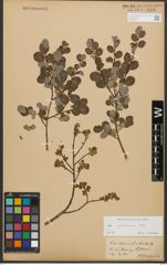 Foto von Salix starkeana Willd.